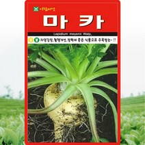 마카 씨앗 마카 씨 종자 100립, 단품