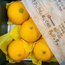 탱글 탱글 제주도 황금향 선물 세트 추석 과일 선물 세트, 1개, 선물용 5kg 특대과 8-16과