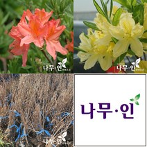[나무인] 홍황철쭉 5그루