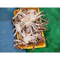 선어 레드킹크랩 2kg / 생물 배송 찜배송 선택가능, 생물배송, 1개