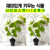 샤인머스켓 나무 1+1 초특가! 머스캣화분 묘목 샤인머스캣