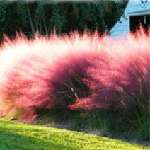 씨앗/그라스-핑크뮬리 : 30립 Q1107