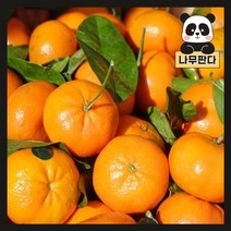 (나무판다) 귤나무 묘목 시리즈 - 레드향 천혜향 한라봉 레몬 유주 금귤, 9. 레몬나무 7치화분