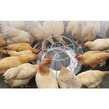 닭사료통 모이통 먹이통 물통 대형 닭용품, 3. 70cm 30개홀