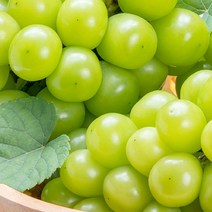 도봉물산특가_[국내산] 크기 소과 지역 랜덤 상주샤인머스켓 3kg 보관 묘목, 1, 본상품선택