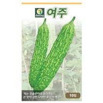 여주쓴오이씨앗 100립