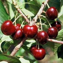 목하원예조경 체리나무 묘목 (산드라로즈) 접목1년특묘