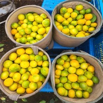 [올레돌밭농원] 23년 제주직송 하우스감귤 1.5kg 2.5kg 4.5kg 가정용, 하우스귤2.5Kg로얄과