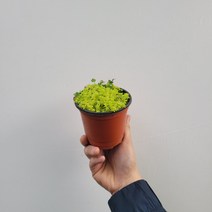 월동다육이.황금세덤 소품 10~25cm 28