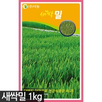 대용량 새싹 밀 씨앗 1kg - 새싹밀 밀씨앗 씨 새싹밀 새싹씨 새싹씨앗 새싹채소 채소 샐러드, 01_다농_새싹밀(1kg)