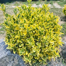 황금사철나무 x 10포트 생울타리목 묘목, 2년생묘목