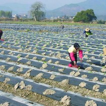 농업용비닐하우스자재 배색멀칭비닐 10m 0.008mm 뿌리 덮개 필름 pe 검정 뿌리, 10미터, 폭 1.5m