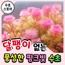 [수초스토어] 검역 레드 카붐바 3촉 / 구피 새우 어항 수초 쉬운 예쁜 은신처 전경 중경 후경 초보 풍성한 붉은 무이탄 치어 베타 열대어 베타 물고기 포트수초 부상수초