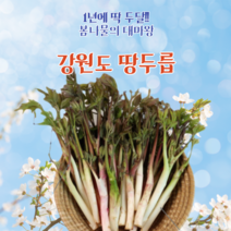 강원도 산지직송 당일수확 자연산 입맛을 살려주는 향긋한 국내산 땅두릅 1kg 2kg 봄나물