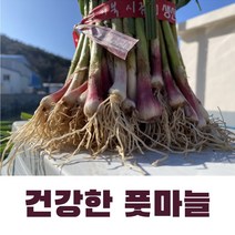 산지의 신선함 통영 노지 풋마늘 3kg