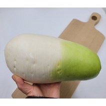 무 제주 월동무 1개 1.5kg내외 발품장터