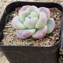 [다육식물]아이시그린