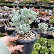 [보금이다육] 방울복랑 - 59, 1개