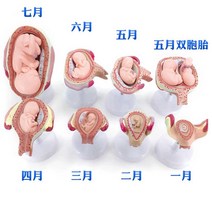 태아 발달 과정 인체모형 교육용 태아 주 개월수 모형