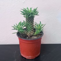 괴마옥 파인애플 선인장 미니다육식물 반려식물 15
