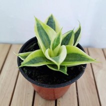 골드 하니 산세베리아 키우기 쉬운 실내 공기청정식물, 단품