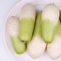 제주무 5kg 팔팔마켓 제주월동무 김장 무우, kg