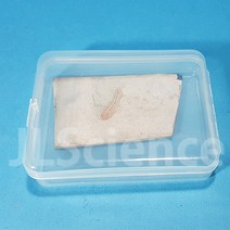 물고기 화석(실물) (KSIC-15009)