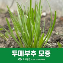 두메부추 모종 10개
