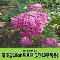 조팝나무 묶음모음, 조팝나무H0.8(80cm) 5주묶음