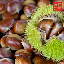 알밤 깐밤 칼집밤 22년 햇밤 공주밤 국내산 군밤포르단 에어프라이어군밤, 1개, 선택00. 23년 공주알밤 1kg