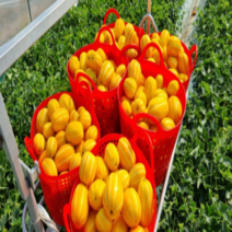 프리미엄 성주 참외 가정용 선물용 2kg 3kg 5kg, 꼬마과 5kg, 1개