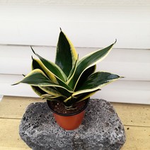 [용플라워] 공기정화식물 산세베리아 미인슈퍼바(소품)