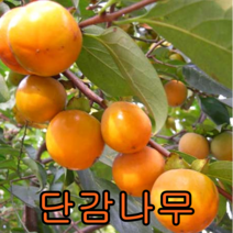 단감나무 접1년특 1그루+대왕대추1 묶음 나무 묘목 과일나무 유실수