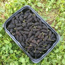 보성농수산 햇 오디 2kg (1kgx2팩) 달고 맛있어요 생과 오디 급냉, 1개(5팩), 5kg