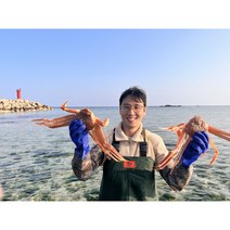 [수율책임제]특가이벤트 포항구룡포 박달대게/연지홍게/영덕대게 당일조업, 자숙, 구룡포 대게[자숙찜/생물], 구룡포 대게 대 3마리_수율70%내외