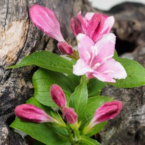 [충북농원] 병꽃나무 묘목 - H1.0분, 단품, 1개