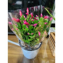 게발선인장 특 진핑크[이연숙TV꽃배달]