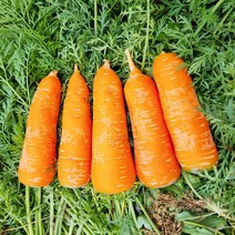 제주 직접 농사지은 구좌 당근 세척 당근 주스용 특 왕 제철 3kg 5kg 10kg, 제주 세척 당근(왕) 5kg