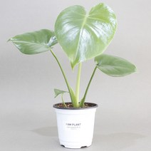 아이엠플랜트 화이트포트 실내공기정화식물 모음, 화이트포트+혼합토+스티커, 15.몬스테라