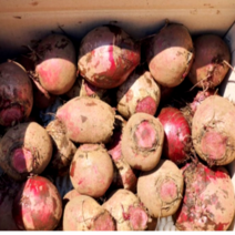 국내산 제주 햇 레드비트 2kg 세척 레디브티 간편비트 얄비트 생비트 세모농 산지직송 당일배송 레드비트즙 즙