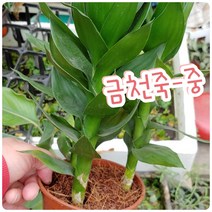 꽃나라엘리스 금천죽-중-금천죽은 하늘에서 돈이 쏟아지는 나무..