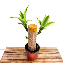 꽃나무팜 행운목 무늬 칼라행운목 수경재배 수중식물 천연가습기 행운을부르는식물