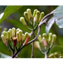 아로마 에션셜 오일 클로브잎 1kg /천연 디퓨저/, 천연에센셜_클로브립 1kg