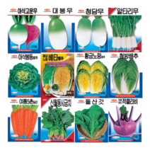 아삭고운무 100립 [23년포장] 청피홍심 계열의 붉게 예쁘고 맛있는 무 종자