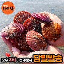 최상급 홍가리비 1kg 30미 내외 당일발송