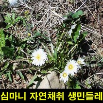 ★쭈니파파몰★ 고씨네 생민들레뿌리1KG 민들레잎 민들레 민들레뿌리, 본상품