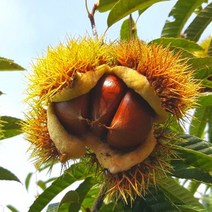 (2022년 수확 햇밤) 공주 정안 알밤 생밤 생율 생율밤 2kg, 1박스, 4kg