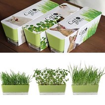 거실화분 키우기쉬운 고양이캣닢 재배 DIY키트 _ 301998EA, 본상품선택, 귀리
