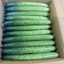 수분많고 싱싱한 백다다기 백오이 특품, 40개