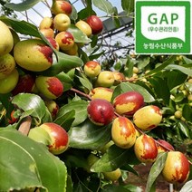 [보은직송] 대추 맛집 하우스 충북 보은 황금 사과대추 생대추, 사과대추 대과 1kg, 1개